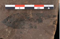 Foto (Detailansicht) von Sclerotium pustuliferum Heer (NHMW-GEO-2024-0188-0090)